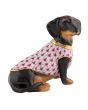 Dachshund With Sweater - Image 4