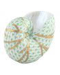 Small Nautilus Shell - Image 8