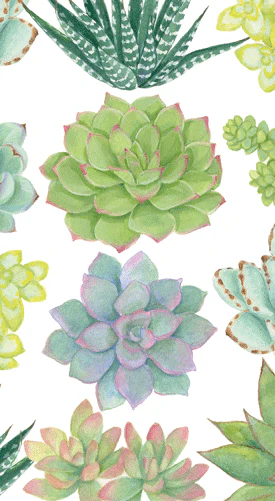 Succulents Paper Guest Towels