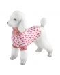 Toy Poodle - Image 11